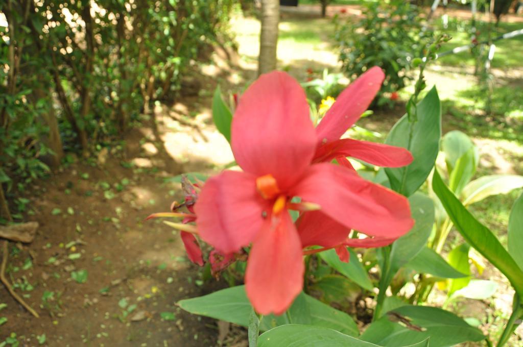 Sujatha Tourist Rest Hotel Dambulla Exterior foto